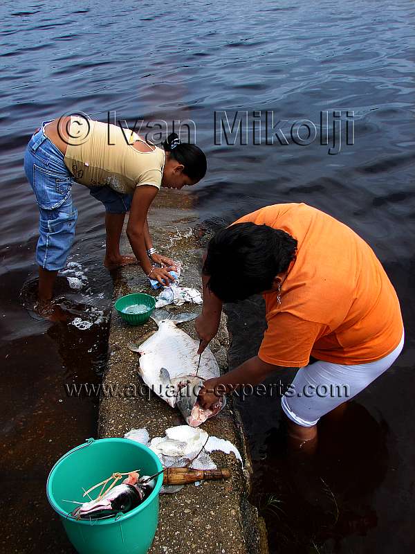 peces de los rios de venezuela